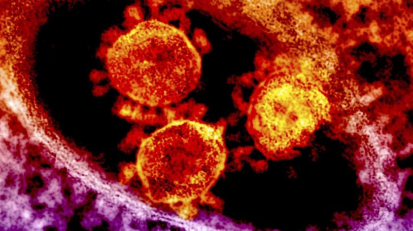 कोरोना भाइरसः कोभिड-१९ गराउने विषाणुको संरचनामा भएको परिवर्तन देखेर वैज्ञानिकहरू छक्क