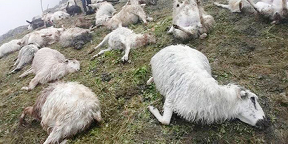 जुम्लामा चट्याङ्ग पर्दा ५ सय बढी भेडा सोत्तर