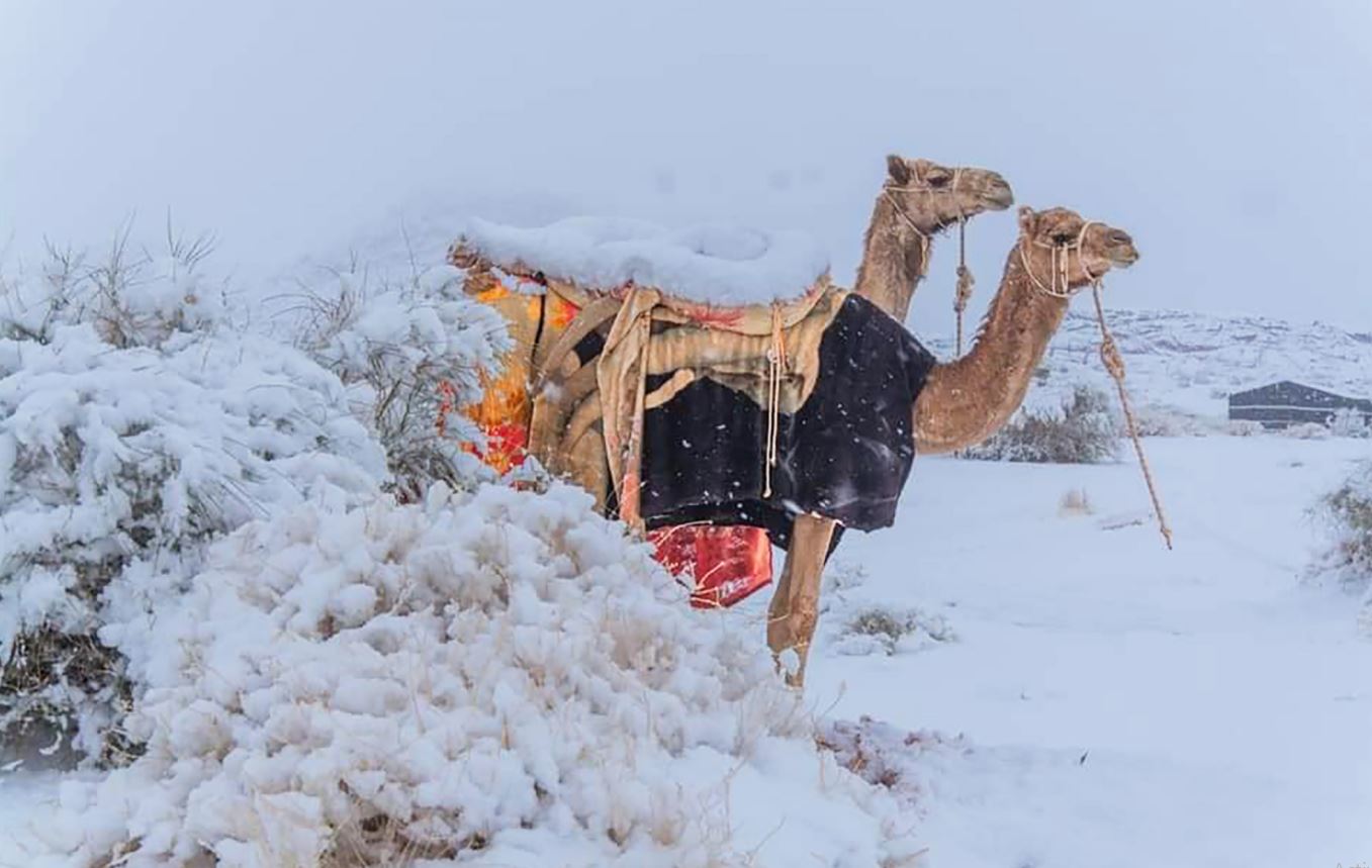 विश्वकै गर्मी मानिने मरुभूमिमा हिमपात, हिउँले ढाकिए साउदी र साहारा मरुभूमि