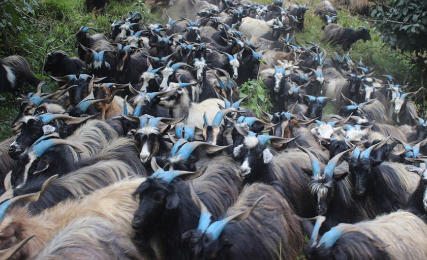रसुवागढी नाका हुँदै चीनबाट भित्रिए भेडा च्याङ्ग्रा