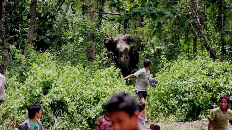चिया टिप्दै गर्दा जङ्गली हात्तीको आक्रमणबाट मृत्यु