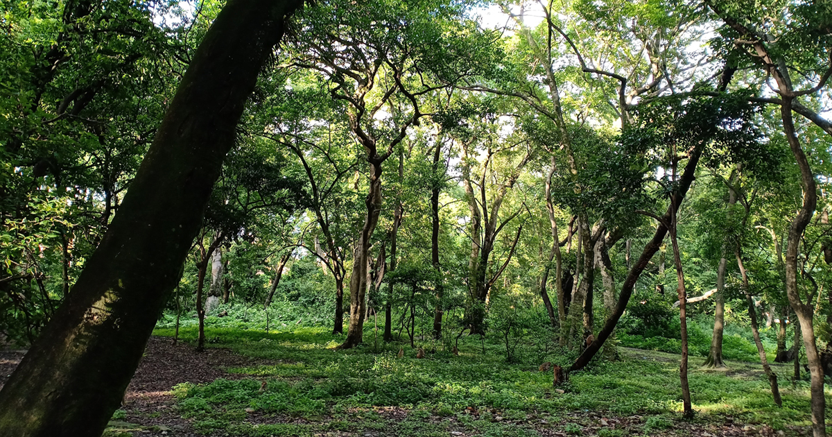 बाँकेका सामुदायिक वनमा वैज्ञानिक वन व्यवस्थापन