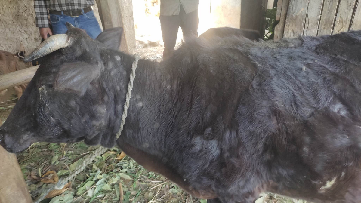 लम्पी स्किनबाट रसुवामा एक सय ५९ पशु मरे