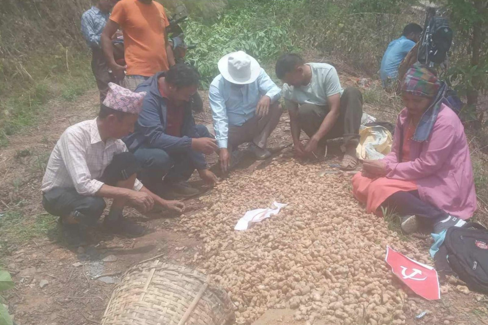 तनहुँको श्याम्घामा ५० रोपनीमा अदुवा खेती