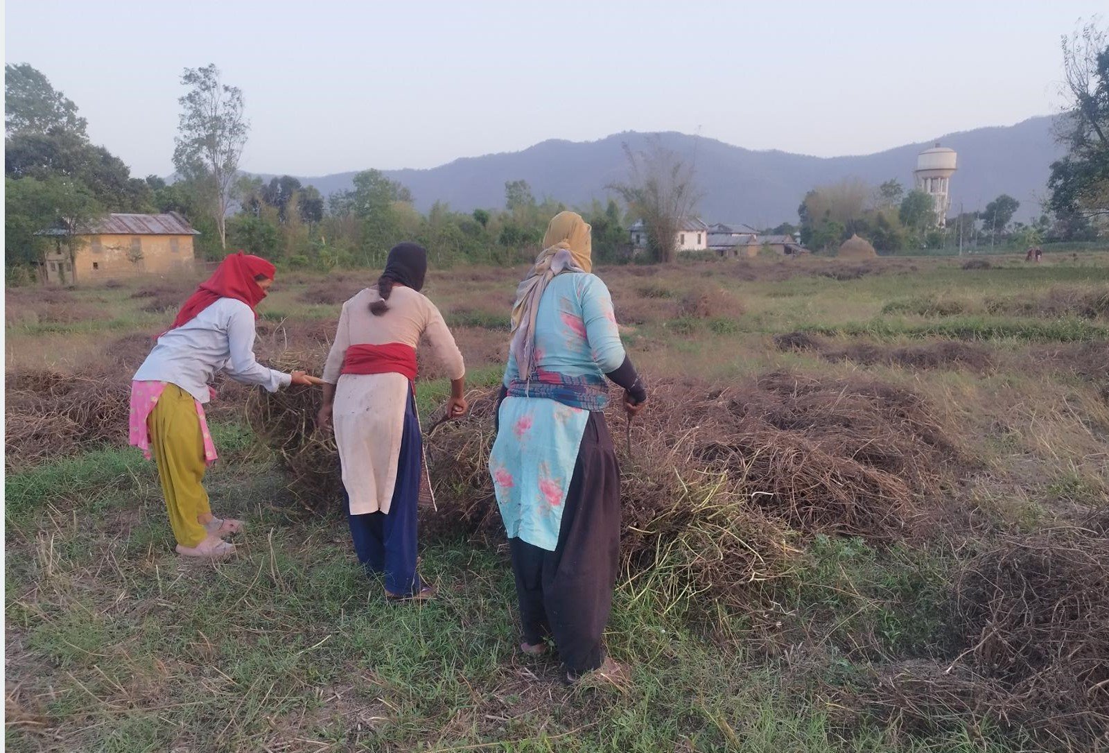 बर्सिम घाँसको बीउबाट दुई लाख आम्दानी