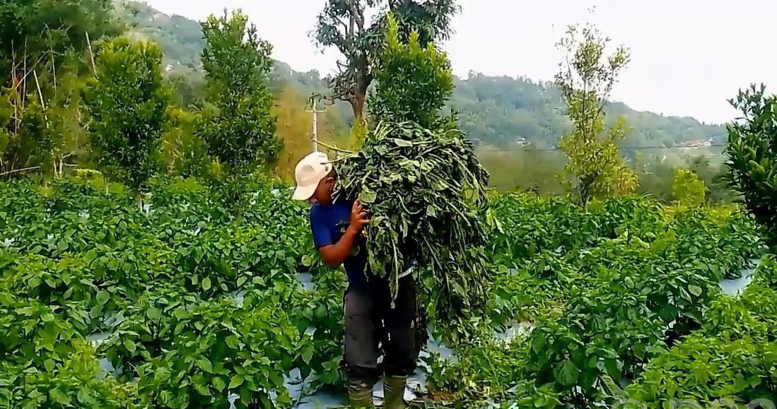 हुरीले अकबरे खुर्सानीमा क्षति पुर्‍याएपछि किसान चिन्तित