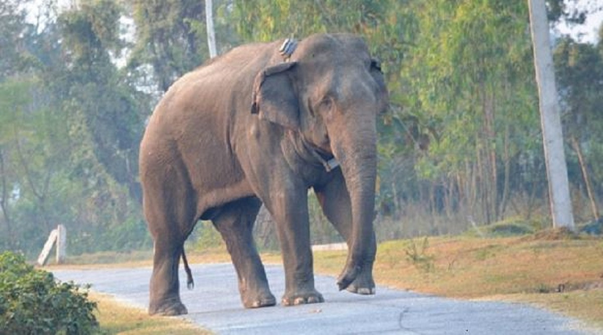 जङ्गली हात्तीको आक्रमणमा परी एक जनाको मृत्यु