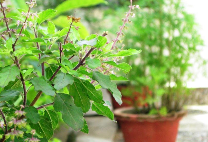 आज निर्जला एकादशी, तुलसीको दल राखिँदै
