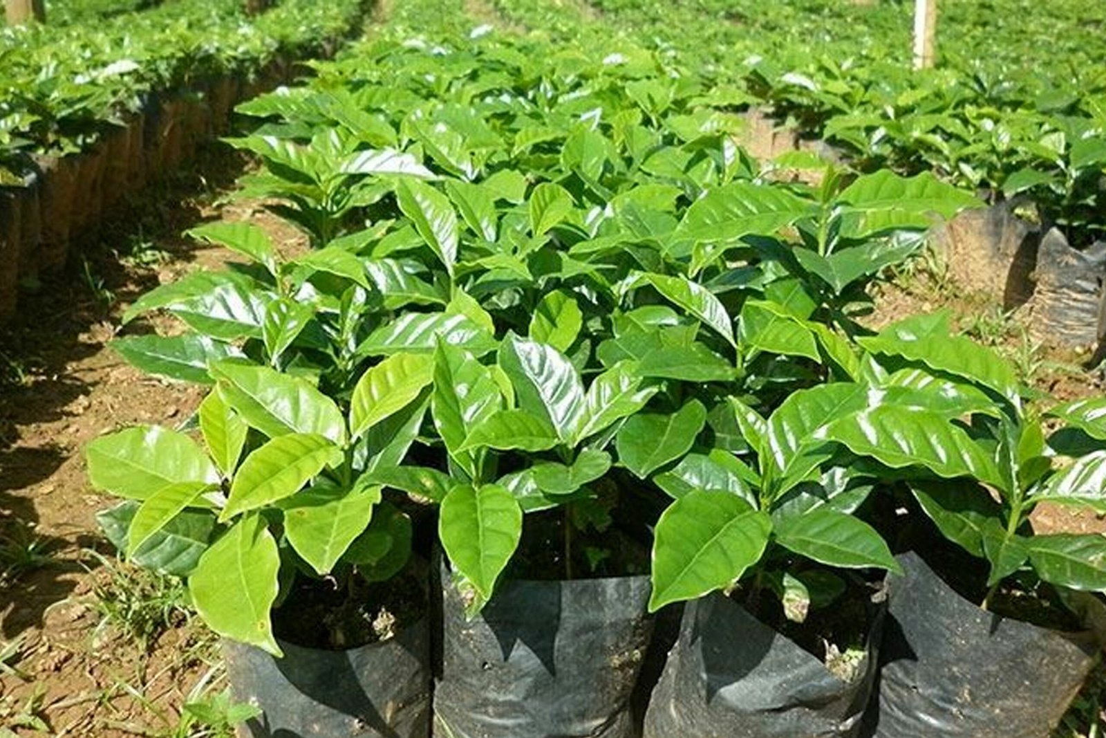 गुल्मीमा कफीको बिरुवाको माग बढ्दो