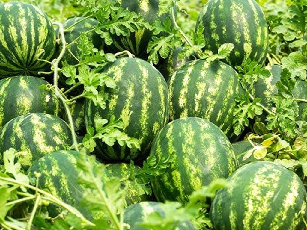 पोखराका दुई किसानले बेचे १५ लाख बढीका तरबुजा