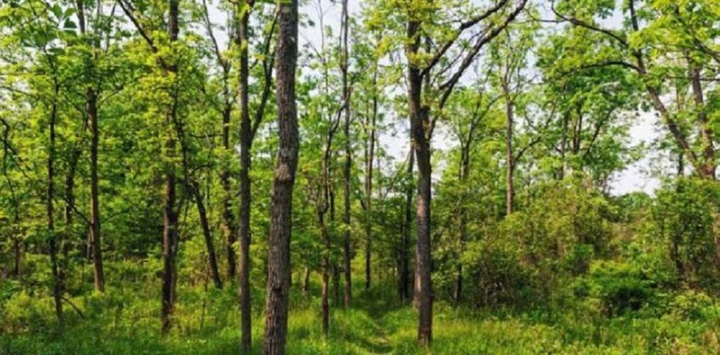 बाँदर नियन्त्रण गर्न सामुदायिक वनमा फलफूल खेती गरिने