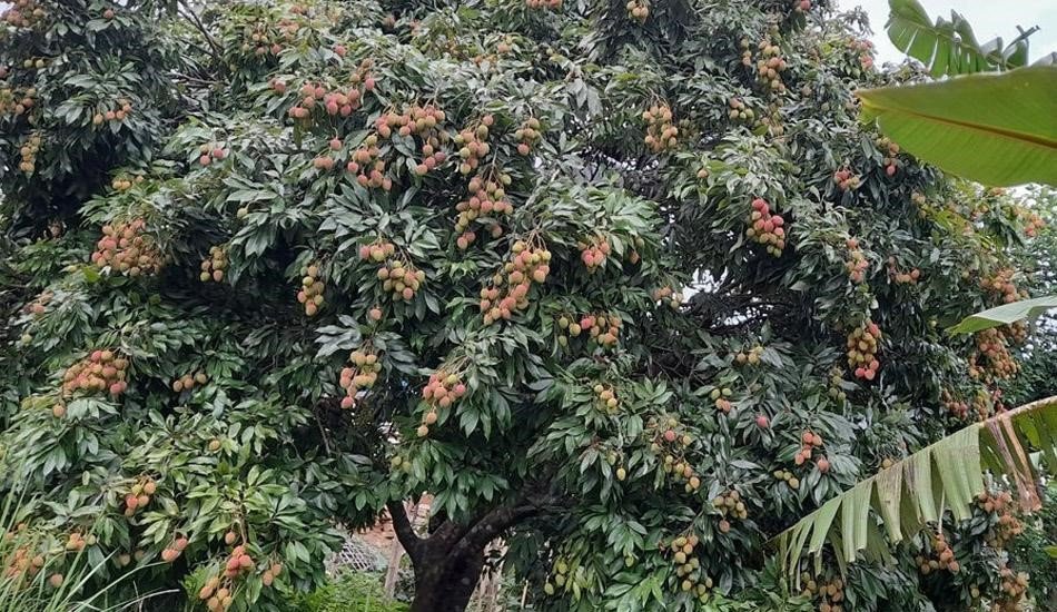 लिची बिक्रीबाट ११ करोड आम्दानी