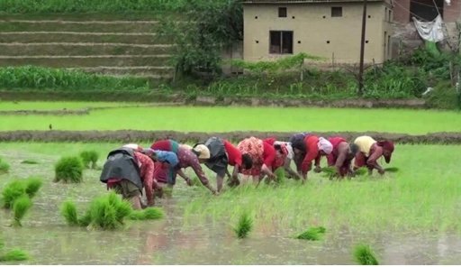 आज असार १५ : राष्ट्रिय धान दिवस तथा दही चिउरा खाने दिन