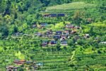 बागलुङको चनौटे गाउँ : मकैखेतीको हरियालीले थपिएको सुन्दरता