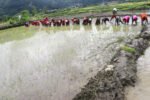 वर्षा कम हुँदा गण्डकीमा अपेक्षित रूपमा रोपाइँ हुन सकेन