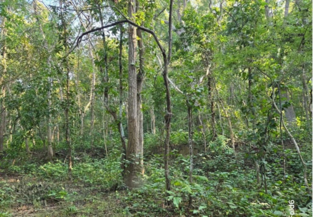 बाँकेमा दुई हजार ५७८ हेक्टर क्षेत्रमा चक्ला वन निर्माण