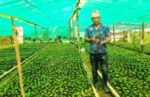 एउटै फार्मबाट एकै सिजनमा नौ हजार कफीका बिरुवा बिक्री