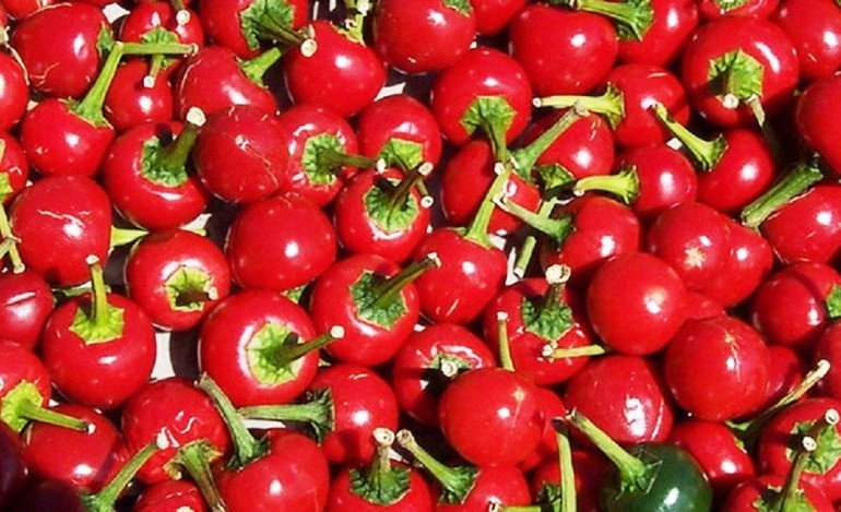 अकबरे किसानको आम्दानीको स्रोत