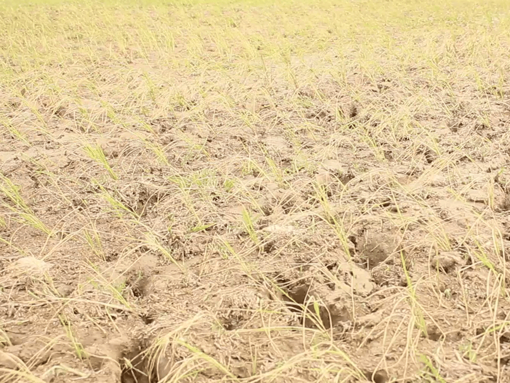 खडेरीले रोपेको धान सुक्न थाल्यो