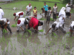 देशभर हालसम्म करिब ७८ प्रतिशत धान रोपाइँ , सबभन्दा कम धान रोपाइँ मधेशमा
