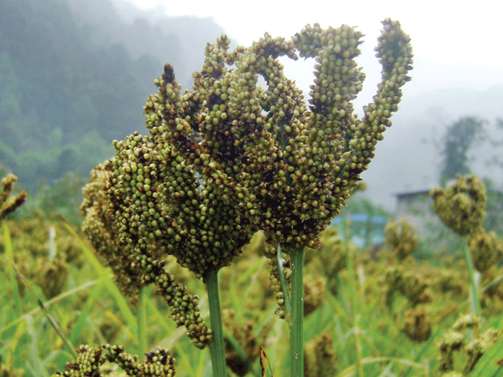 भोजन लिपी स्वादले सिंहदरवारमा कोदोका परिकार पस्किने