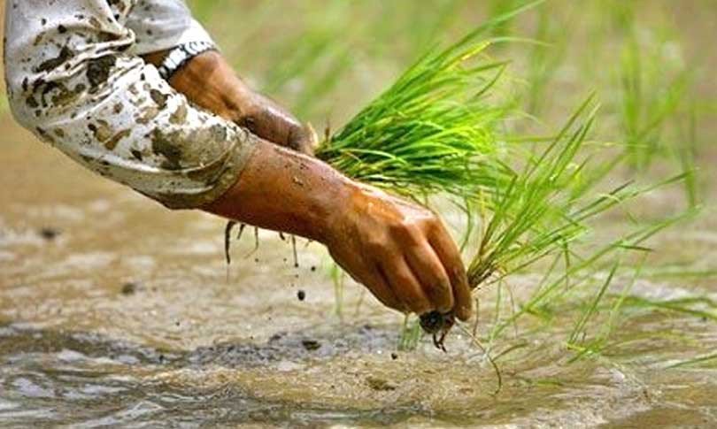 आधा साउनसम्म देशभरि ८३ प्रतिशत बढी धान रोपाइँ सकियो