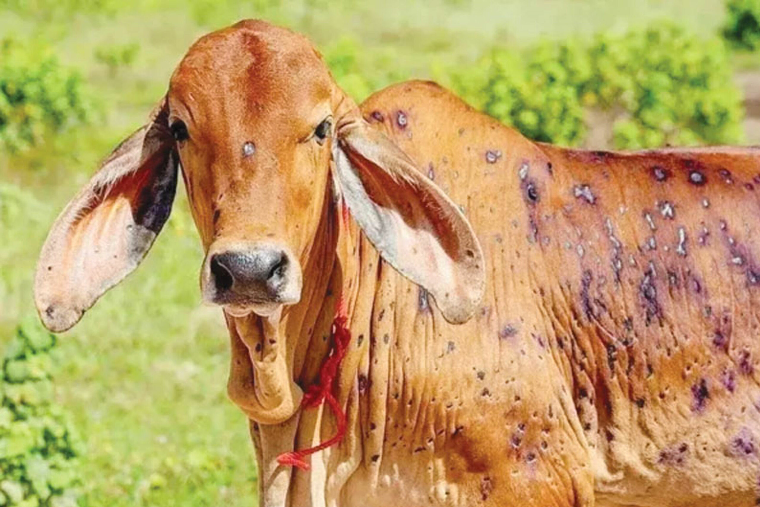 मधेस प्रदेशमा लम्पीस्किनको संक्रमणबाट १७ सय पशु मरे