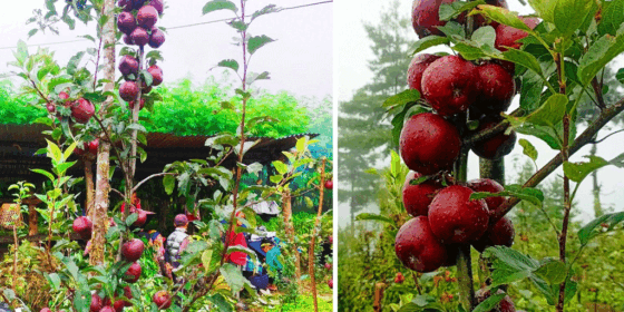 जुम्लामा बाउन्न हेक्टर क्षेत्रफलमा फुजी स्याउको खेती