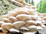जङ्गली च्याउ खाँदा एक जना बालिकाको मृत्यु