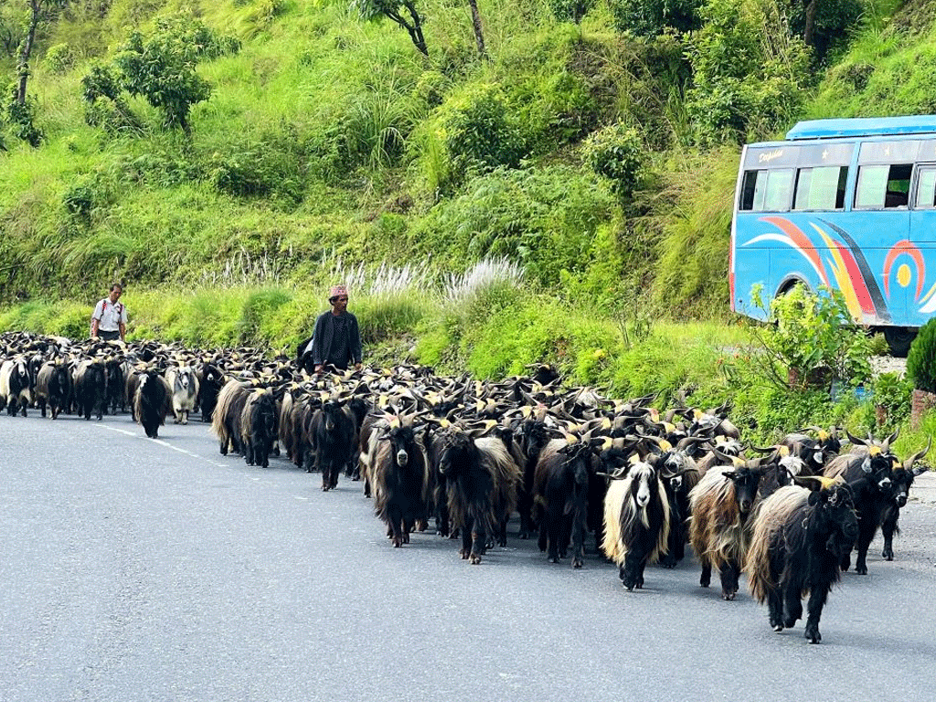 हिमाली च्याङ्ग्रा पहाड र तराईका मुख्य बजारमा