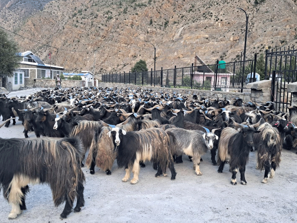 मुस्ताङबाट ३५ करोडभन्दा बढी मूल्यका भेडाच्याङ्ग्रा निकासी