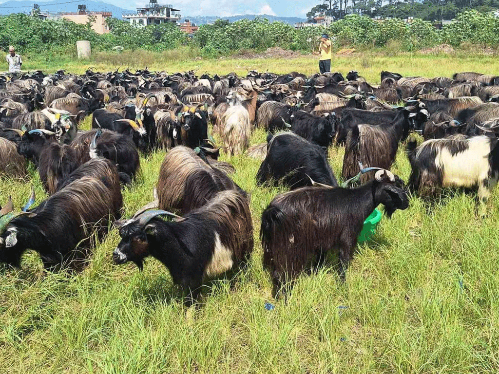 भक्तपुरमा दसैँका लागि च्याङ्ग्रा ल्याइयो