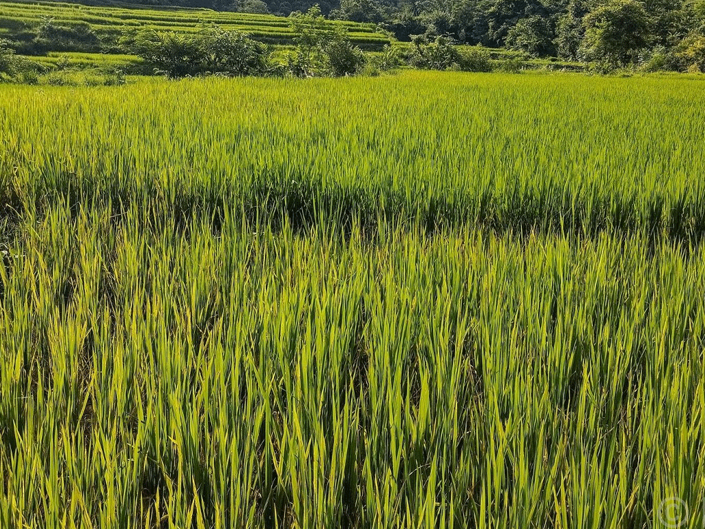 बन्दीपुरका धानबालीमा ब्लाष्ट रोग देखियो