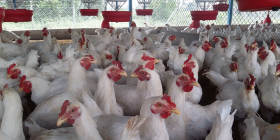 भारतबाट अवैध रूपमा कुखुरा ल्याउने क्रम रोकिएन