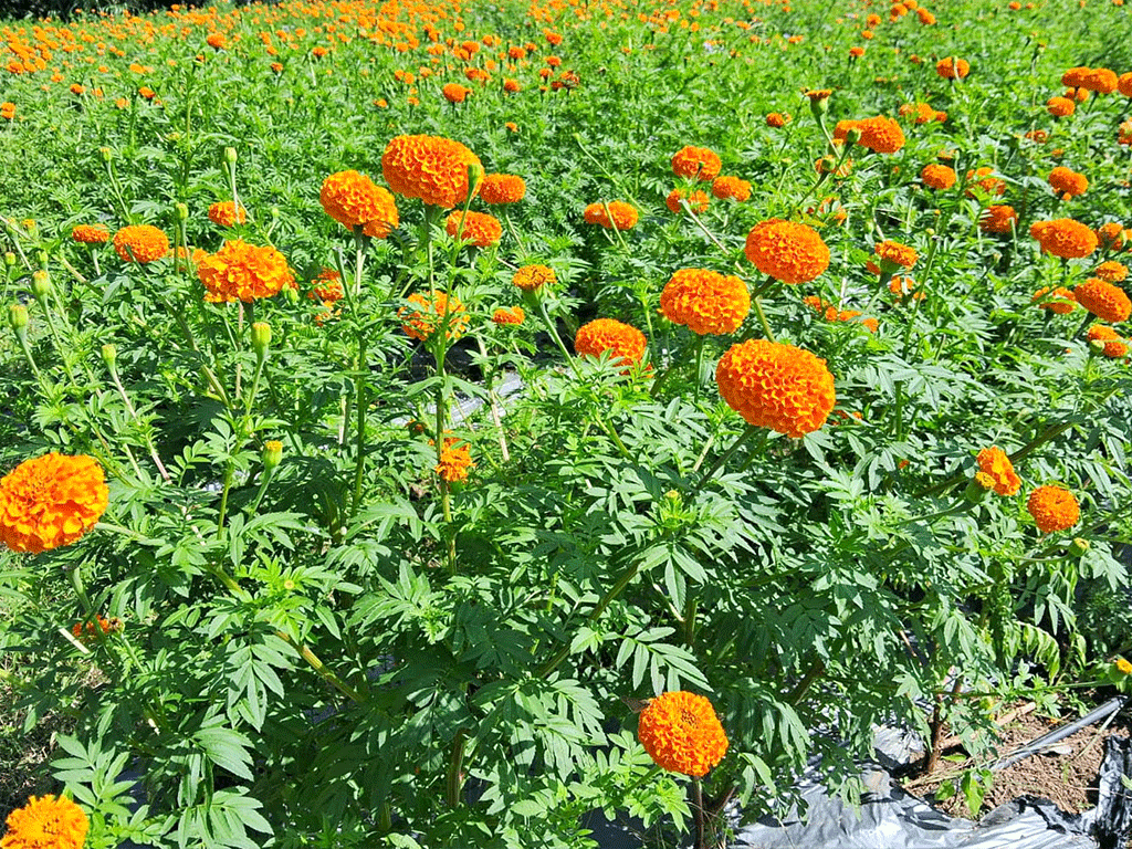 सयपत्री फूलमा आत्मनिर्भर बन्दै पोखरा