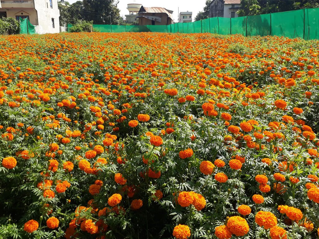 तिहारका लागि सयपत्री फूलका पाँच हजार बिरुवा बिक्री