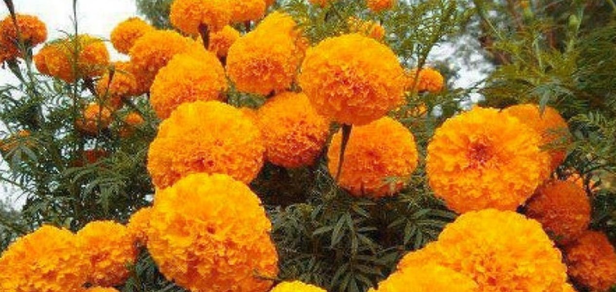घरघरमै पुगे व्यापारी, बढ्यो फूलको मूल्य