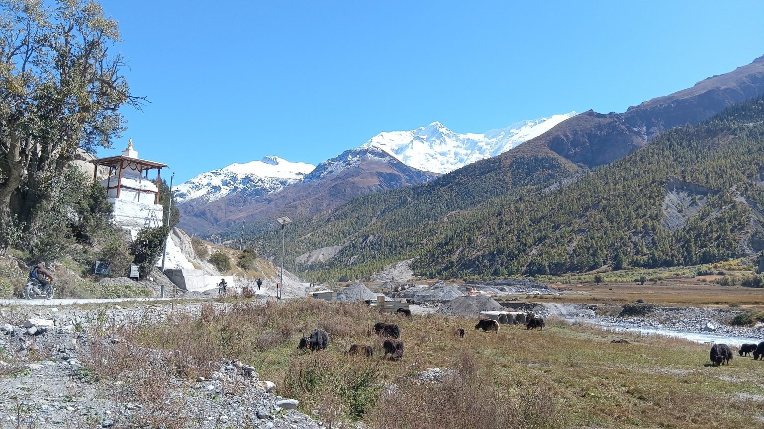 जलवायु परिवर्तनको प्रभाव : सङ्कटमा चौँरी खर्क