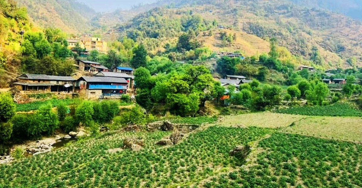 बागलुङमा एक अर्ब ९४ करोड ६० लाखको आलु उत्पादन