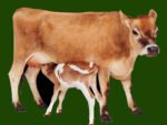 गोपाष्टमीलाई गौ संरक्षण दिवस घोषणा गर्न माग