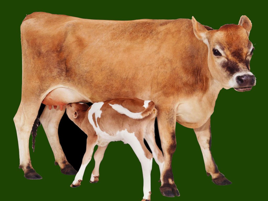 गोपाष्टमीलाई गौ संरक्षण दिवस घोषणा गर्न माग