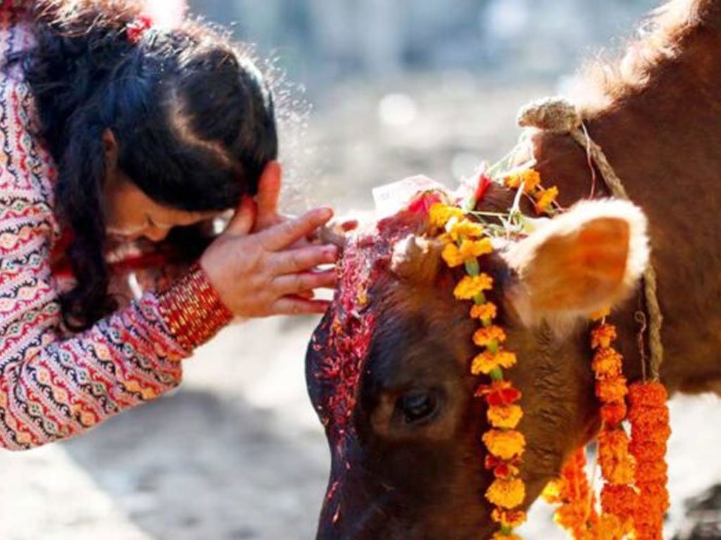 तिहारको पाँचौँ दिन गाई पूजा गरिँदै