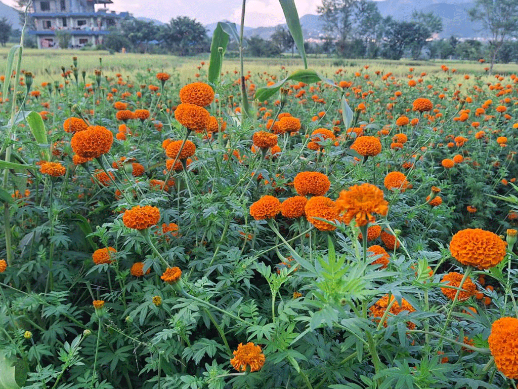 दुई रोपनी क्षेत्रफलमा सयपत्री ढकमक्क, बजार खोज्दै किसान
