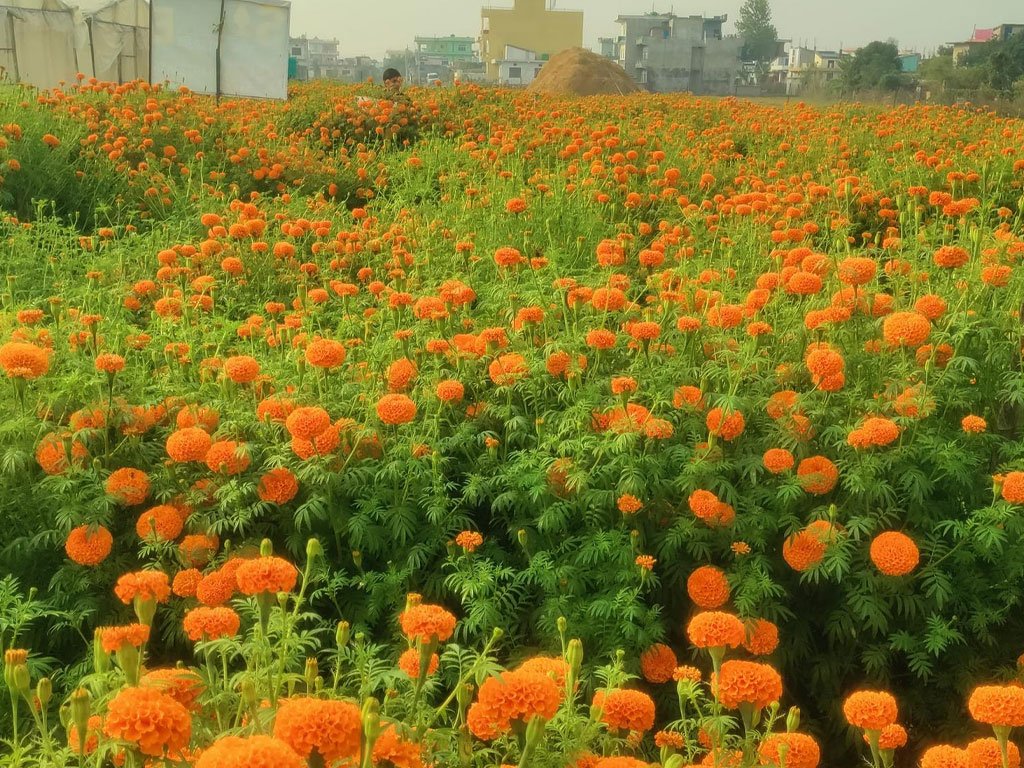 बारीमै महँगियो फूल, तेब्बर मूल्यमा बिक्री