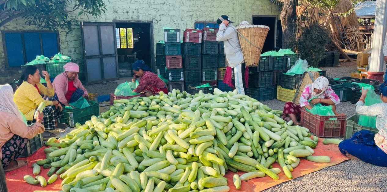 हुप्सेकोटका तीन हजार किसान काँक्रा बेचेर कुस्त कमाउँदै