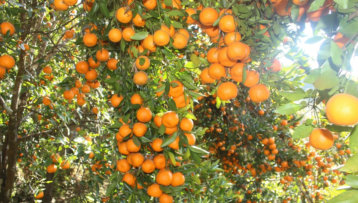 तनहुँमा सुन्तला उत्पादन तथा बिक्रीको विवरण संकलन गरिँदै