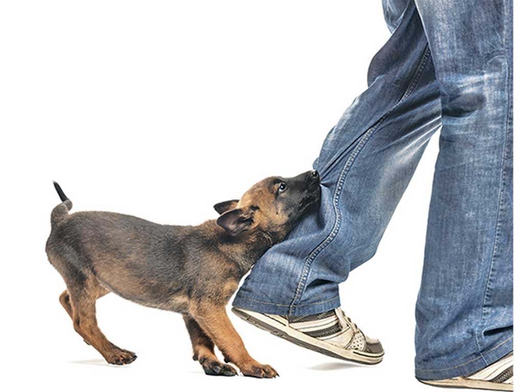 शुक्लाफाँटाको बन्साहमामा बहुलाहा कुकुरको आतंक