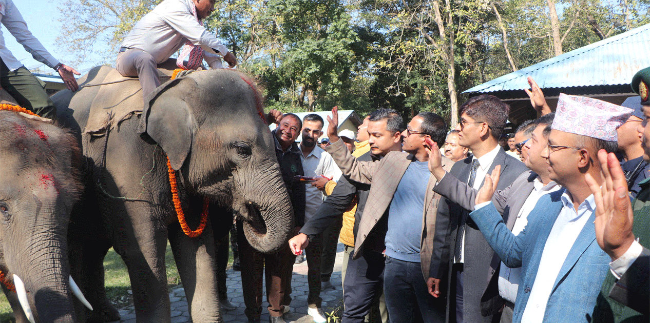 कतार पठाउन लागेका दुई हात्तीको बिदाइ