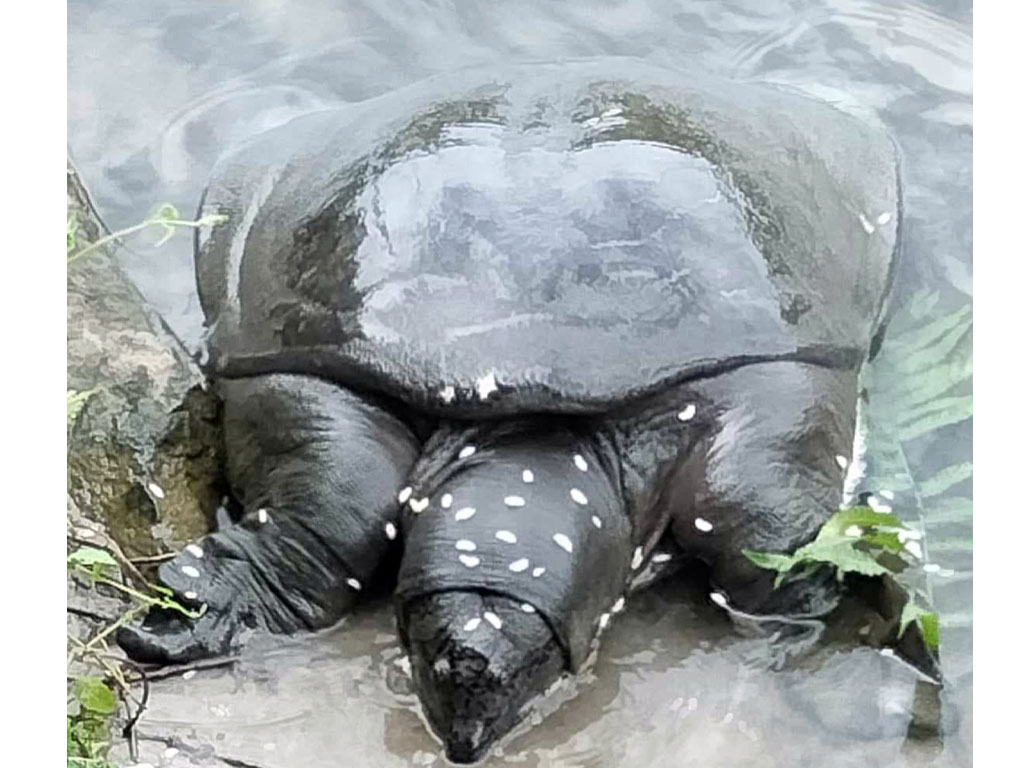 दुर्लभ प्रजातिका दुई वटा कछुवाको उद्धार
