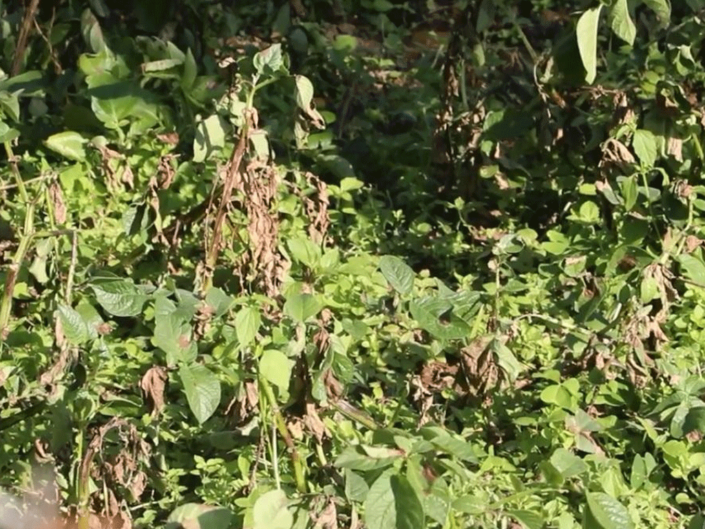 भोजपुरमा हिउँदे आलुमा डढुवाको संक्रमण